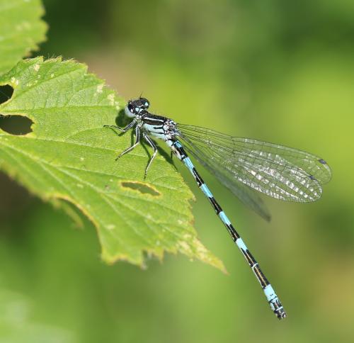 Coenagrion mercuriale